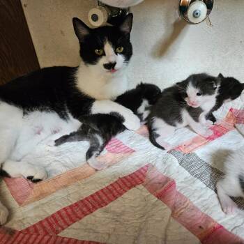 Domestic Short Hair Cats Available for Adoption in Meridian, Idaho - Mama | PetCurious