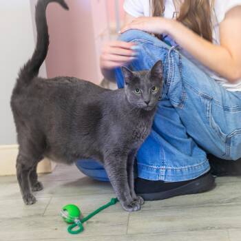 Rescue Russian Blue and Domestic Short Hair Cats for Adoption in Ponte Vedra Beach, Florida - Greyson | PetCurious