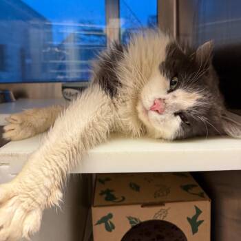 Ozzy -  Domestic Medium Hair Cat for Adoption in Fairport, New York - Ozzy | PetCurious