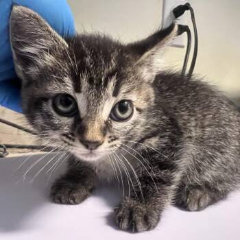Miss Bigglesworth -  Domestic Short Hair Cat for Adoption in Port Townsend, Washington - Miss Bigglesworth | PetCurious