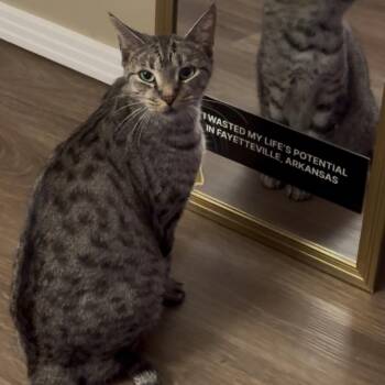 Naan -  Domestic Short Hair Cat for Adoption in Bentonville, Arkansas - Naan | PetCurious