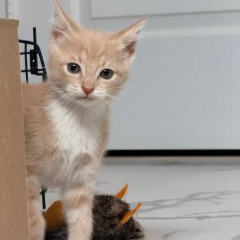 Tanager -  Domestic Short Hair Cat for Adoption in Chesapeake, Virginia - Tanager | PetCurious