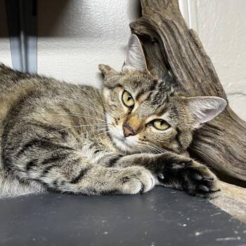 Junkyard Jenny -  Domestic Short Hair Cat for Adoption in Birmingham, Alabama - Junkyard Jenny | PetCurious