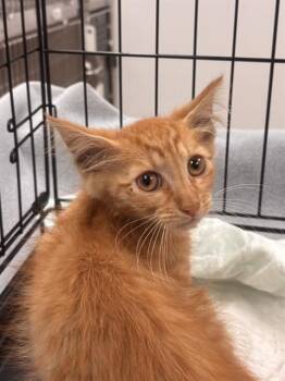 Domestic Short Hair Cats Available for Adoption in Fort Lauderdale, Florida - NEWTON | PetCurious