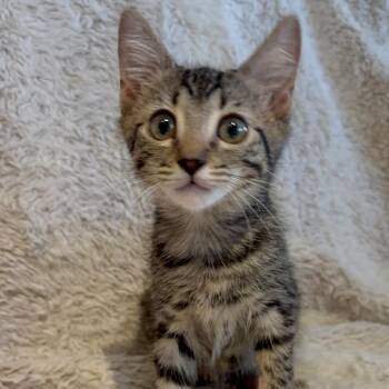 Chloe -  Domestic Short Hair Cat for Adoption in Hemet, California - Chloe | PetCurious
