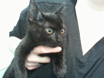 A1270800 -  Domestic Short Hair Cat for Adoption in Charlotte, North Carolina - A1270800 | PetCurious