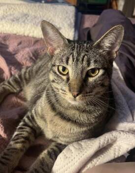 Echo, Delta, Blue and Charlie -  Domestic Short Hair Cat for Adoption - Echo, Delta, Blue And Charlie | PetCurious
