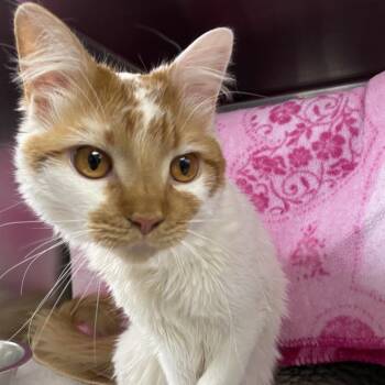 Peanut -  Domestic Short Hair Cat Available for Adoption in Walker, Michigan - Peanut | PetCurious