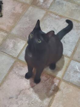 Rescue Domestic Short Hair Cats for Adoption in Loveland, Ohio - Nettie | PetCurious