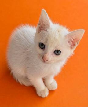 Cleopatra -  Domestic Short Hair Cat for Adoption in Columbia, Tennessee - Cleopatra | PetCurious