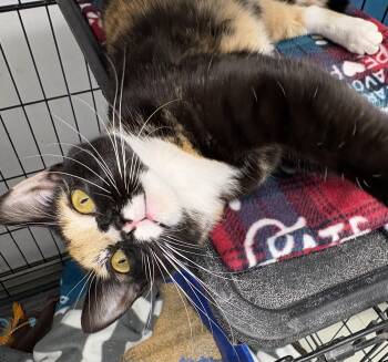 Domestic Short Hair Cats Available for Adoption - Matilda | PetCurious