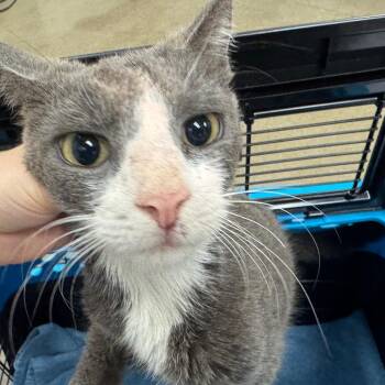 Marlboro Mike -  Domestic Short Hair Cat for Adoption in York, Pennsylvania - Marlboro Mike | PetCurious