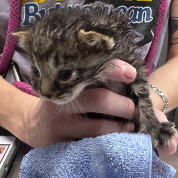 Jason -  Domestic Short Hair Cat for Adoption in Summerville, South Carolina - Jason | PetCurious