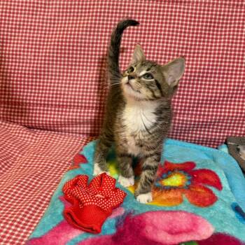Domestic Short Hair Cats Available for Adoption in Merrifield, Virginia - Star Bryant | PetCurious