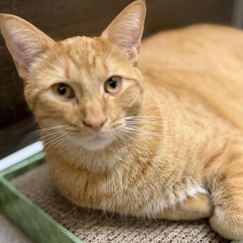 Daniel Tiger - likes dogs -  Domestic Short Hair Cat for Adoption in Austin, Texas - Daniel Tiger - Likes Dogs | PetCurious