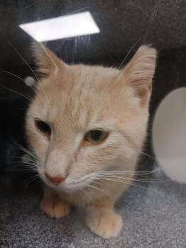 Morrison -  Domestic Short Hair Cat for Adoption in Greenfield, Indiana - Morrison | PetCurious