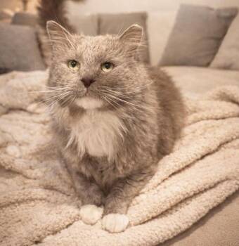 Domestic Medium Hair Cats Available for Adoption - Winston | PetCurious