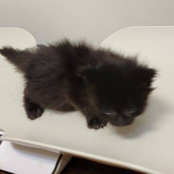 Rescue Domestic Medium Hair Cats for Adoption in Coos Bay, Oregon - Raven | PetCurious