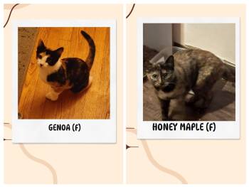 Rescue Domestic Short Hair Cats for Adoption in North Haven, Connecticut - Genoa & Honey Maple | PetCurious