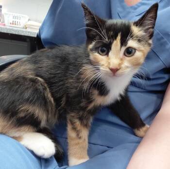 Adelaide -  Domestic Short Hair Cat for Adoption in Henderson, North Carolina - Adelaide | PetCurious