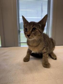 Woogy -  Domestic Short Hair Cat for Adoption in Lafayette, Indiana - Woogy | PetCurious