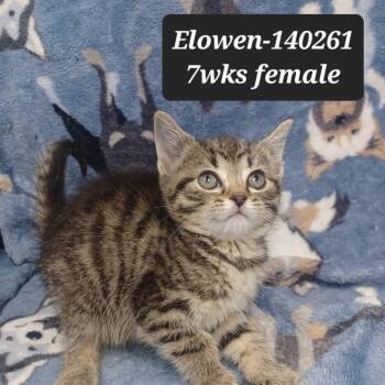 Domestic Short Hair Cats Available for Adoption in New Tazewell, Tennessee - Elowen | PetCurious