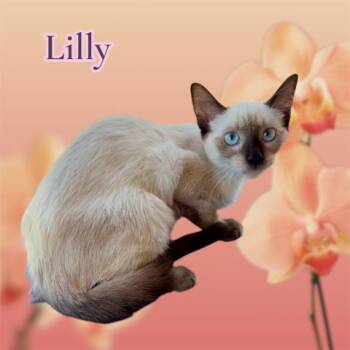 LILLY -  Siamese and Domestic Short Hair Cat for Adoption in Visalia, California - LILLY | PetCurious