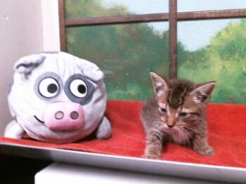 Domestic Short Hair Cats Available for Adoption in Houston, Texas - FLOR | PetCurious