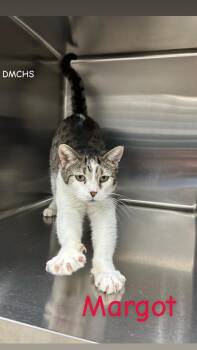Margot -  Domestic Short Hair Cat for Adoption in Burlington, Iowa - Margot | PetCurious