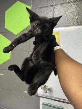 Spinner -  Domestic Short Hair Cat for Adoption in Fort Worth, Texas - Spinner | PetCurious