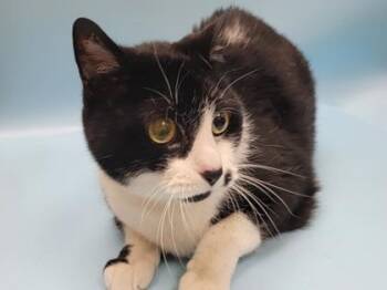 Gino -  Domestic Short Hair Cat for Adoption in Minneapolis, Minnesota - Gino | PetCurious