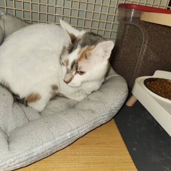 Stella 0395 -  Domestic Short Hair Cat Available for Adoption in Dallas, Texas - Stella 0395 | PetCurious