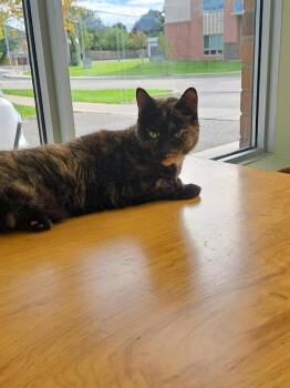 Ramona -  Domestic Short Hair Cat for Adoption in Markham, Ontario - Ramona | PetCurious