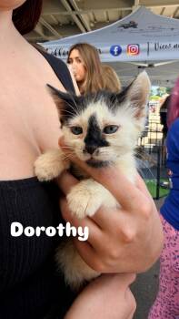 Domestic Short Hair Cats Available for Adoption in Penryn, California - Dorothy | PetCurious
