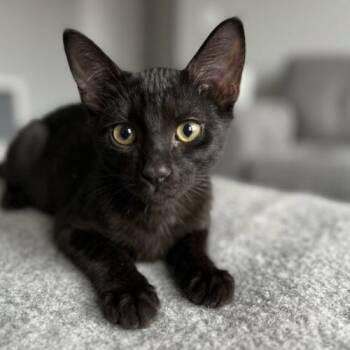 Skittles -  Domestic Short Hair Cat for Adoption in Coachella, California - Skittles | PetCurious