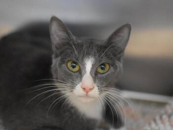 Domestic Short Hair Cats Available for Adoption in Portland, Oregon - Pixi | PetCurious