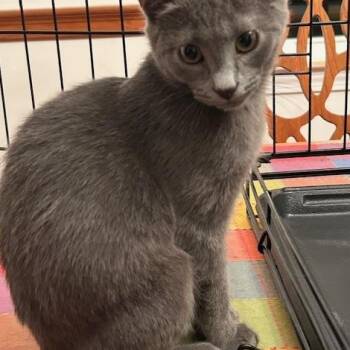 Rescue Domestic Short Hair Cats for Adoption in Braintree, Massachusetts - Sunny, Stormy & Lighting - KITTENS! | PetCurious