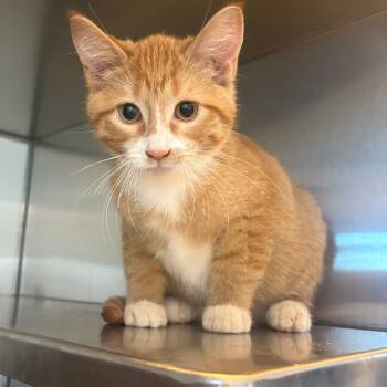 Rescue Domestic Short Hair Cats for Adoption in Glenwood, Minnesota - Luca | PetCurious