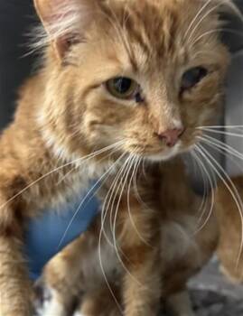 Domestic Medium Hair Cats Available for Adoption - LEMON | PetCurious
