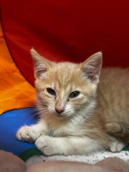 Olivia -  Domestic Short Hair Cat for Adoption in Lake City, Arkansas - Olivia | PetCurious
