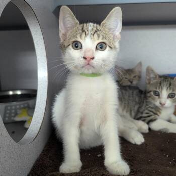 Pauly D -  Domestic Short Hair Cat for Adoption in Evansville, Indiana - Pauly D | PetCurious
