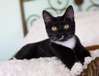 Violette -  Domestic Short Hair Cat for Adoption in Charlotte, North Carolina - Violette | PetCurious