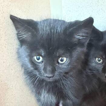 Domestic Short Hair Cats Available for Adoption in Rifle, Colorado - Speer (26-1J-5) | PetCurious