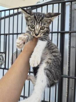 A656901 -  Domestic Short Hair Cat for Adoption in Houston, Texas - A656901 | PetCurious