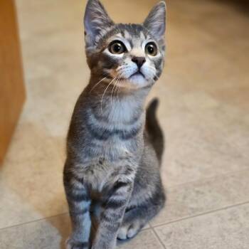 Romulus -  Domestic Short Hair Cat for Adoption in Middleton, Wisconsin - Romulus | PetCurious