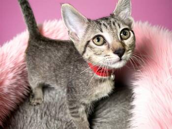 DASH -  Domestic Short Hair Cat for Adoption in Fort Lauderdale, Florida - DASH | PetCurious