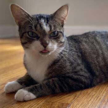 Luna -  Domestic Short Hair Cat for Adoption in Pickering, Ontario - Luna | PetCurious
