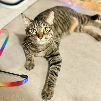 Domestic Short Hair Cats Available for Adoption in Royal Oak, Michigan - Te`o | PetCurious