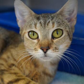 Amber -  Domestic Short Hair Cat for Adoption in Tuscaloosa, Alabama - Amber | PetCurious