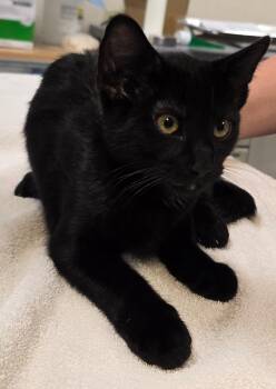 Jazz -  Domestic Short Hair Cat for Adoption in Murphysboro, Illinois - Jazz | PetCurious